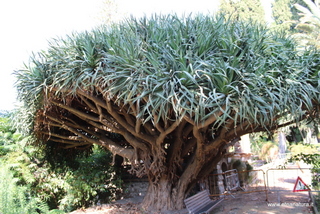 Dracena parco Colonna